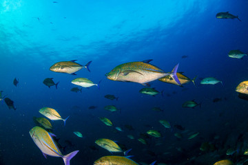 A school of Bluefin Trevally hunting on a tropical coral reef