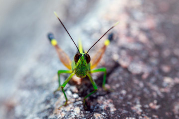 Image of sugarcane white-tipped locust (Ceracris fasciata) on a rock. Insect. Animal. Caelifera., Acrididae