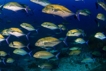 A school of Bluefin Trevally hunting on a tropical coral reef