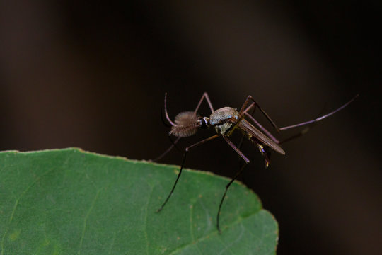 Image of Wild mosquito on green leaves. Insect. Animal