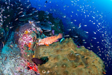 A beautiful tropical coral reef in the Coral Triangle