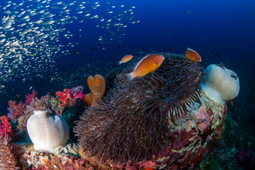 Naklejka na ściany i meble Beautiful Skunk Clownfish on a colorful tropical coral reef (Richelieu Rock)