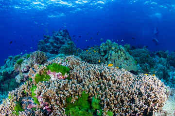 Fototapeta na wymiar Beautiful hard corals on a tropical reef in Thailand's Similan Islands