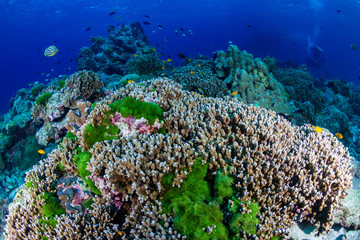 Fototapeta na wymiar Beautiful hard corals on a tropical reef in Thailand's Similan Islands