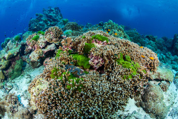 Naklejka na ściany i meble Beautiful hard corals on a tropical reef in Thailand's Similan Islands