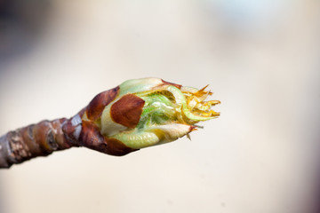 the first buds and branches macro background