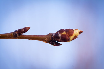 the first buds and branches macro background