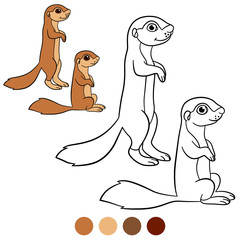 Color me: xerus. Two little cute babies xeruses.