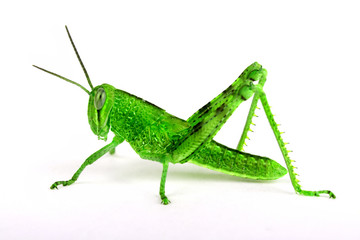 Isolated Grasshopper, Sideview