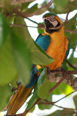 Arara