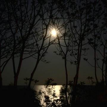 The bright moon on a clear night outlines the silhouette of trees at a local park by the lakeside in Toronto, Ontario, Canada. 