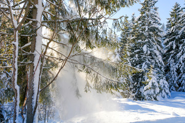 Mountain Fir With Falling Snow