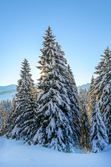 Snowy Mountain Fir Trees