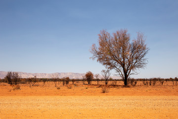 Fototapeta na wymiar Route to Papanya, Western MacDonnell Ranges; tree in landscape with dirt road and horizon