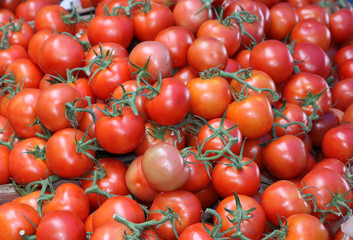 JITOMATES ROJOS MEXICO