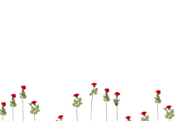 Flowers composition. Frame made of red roses flowers isolated on white background. Flat lay, top view, copy space