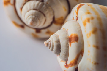 Background of a seashell surface extreme macro image
