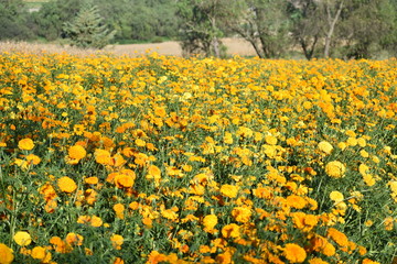 Obraz premium cempasúchil flores amarillas campo