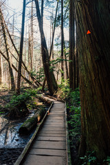 Boardwalk trail through the forest at Whyte Lake, North Vancouver, British Columbia, Canada