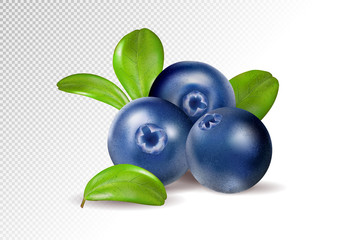 Blueberries on transparent background. Quality realistic vector, 3d illustration