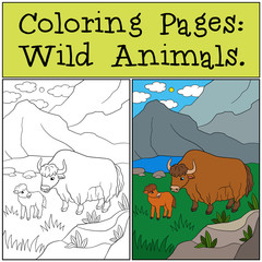 Coloring Pages: Wild Animals. Beautiful yak with little baby.