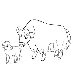 Coloring pages. Beautiful yak with little baby yak.