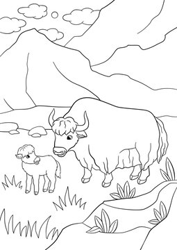 Coloring pages. Beautiful yak with little baby yak.