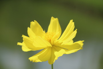 yellow flower in aneuk laot Sabang Island