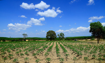 Cassava Plantation Harvest on East of Asia