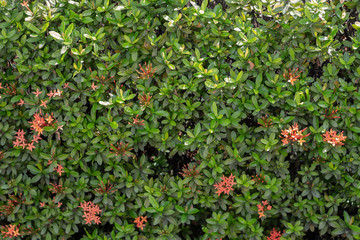 Fototapeta na wymiar Leaves background Which is the leaves of the rubiaceae