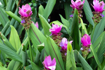 siam tulip purple flowers are blooming beautifully