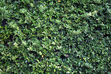 Leaves background Which is the leaves of the rubiaceae