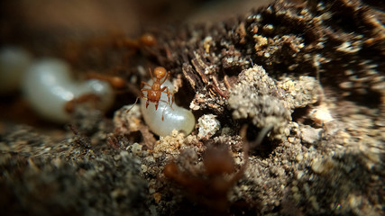 Hormigas 