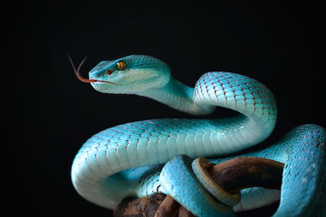 Blue Insularis Snake - obrazy, fototapety, plakaty