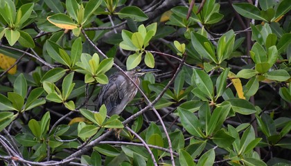 Galápagos heron in a tree
