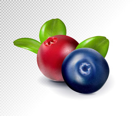 Blueberries and cranberries with leaves. Quality realistic vector, 3d illustration