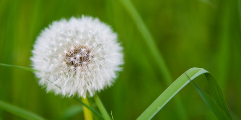 Dandelion in Spring