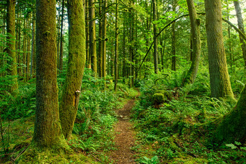 Fototapeta na wymiar Ancient Forest Path