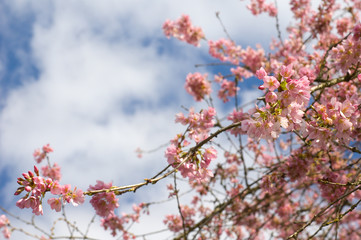 Cherry Blossoms