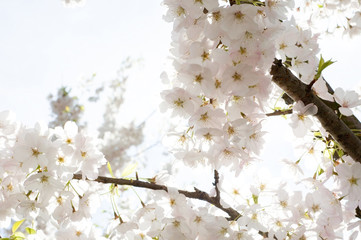 Spring Blossoms