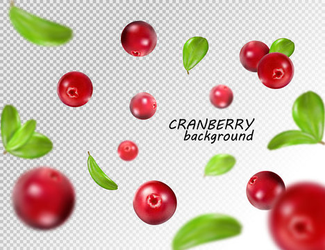 Falling cranberry isolated on transparent background, full depth of field. Quality realistic vector, 3d illustration