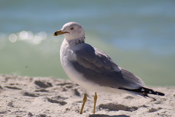 Beach Day