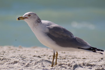 Fototapeta premium Beach Day