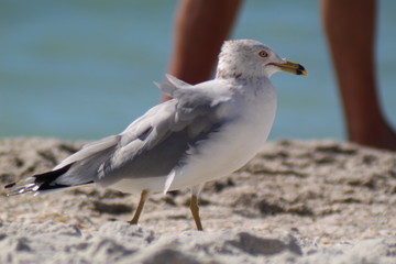 Beach Day
