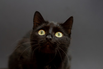 black cat with yellow eyes on a black background