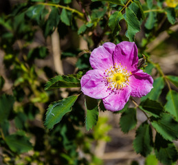 Wild Rose