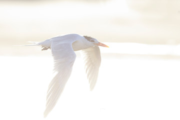 Elegant tern perched on the sand, Port aransas texas