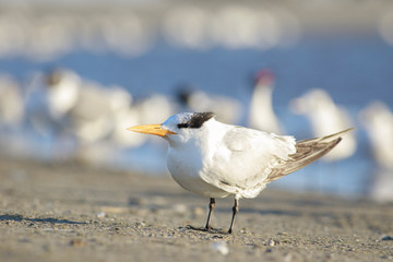 Fototapeta na wymiar Elegant tern perched on the sand, Port aransas texas