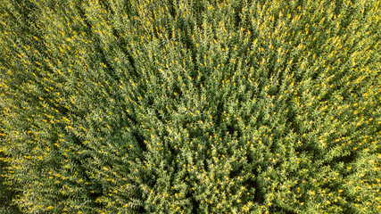 Aerial photo from drones of pummelo field Beautiful golden yellow