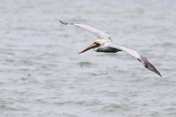 Bronw pelican in Port Aransas Texas